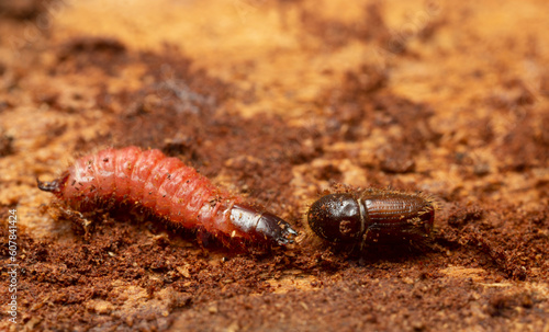 Ant beetle, Thanasimus formicarius larva and European spruce bark beetle, Ips typographus on coniferous wood