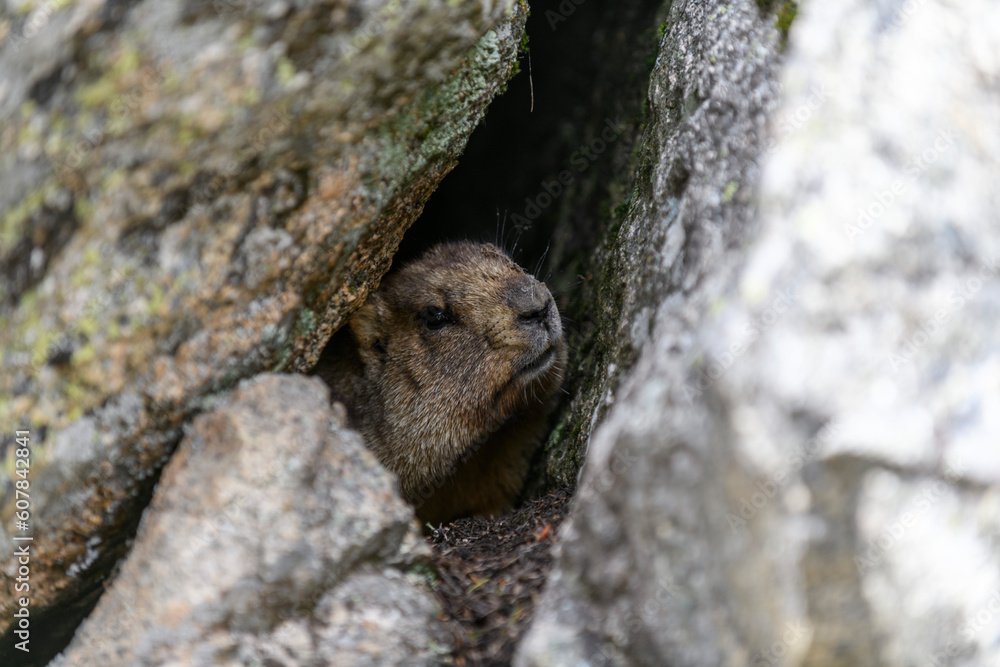 Marmot (Marmota Marmota) standing in rocks in the mountains. Groundhog in wilde nature. Marmot (Marmota Marmota) standing in rocks in the mountains. Groundhog in wilde nature.