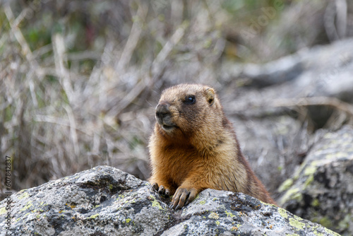 Marmot  Marmota Marmota  standing in rocks in the mountains. Groundhog in wilde nature.