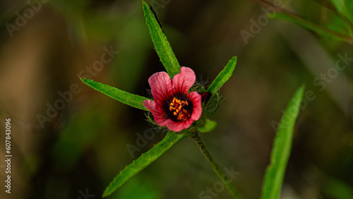 Wild Flowers of the Brazilian Hinterland