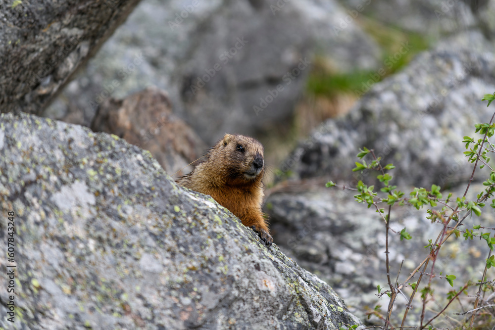 Marmot (Marmota Marmota) standing in rocks in the mountains. Groundhog in wilde nature.