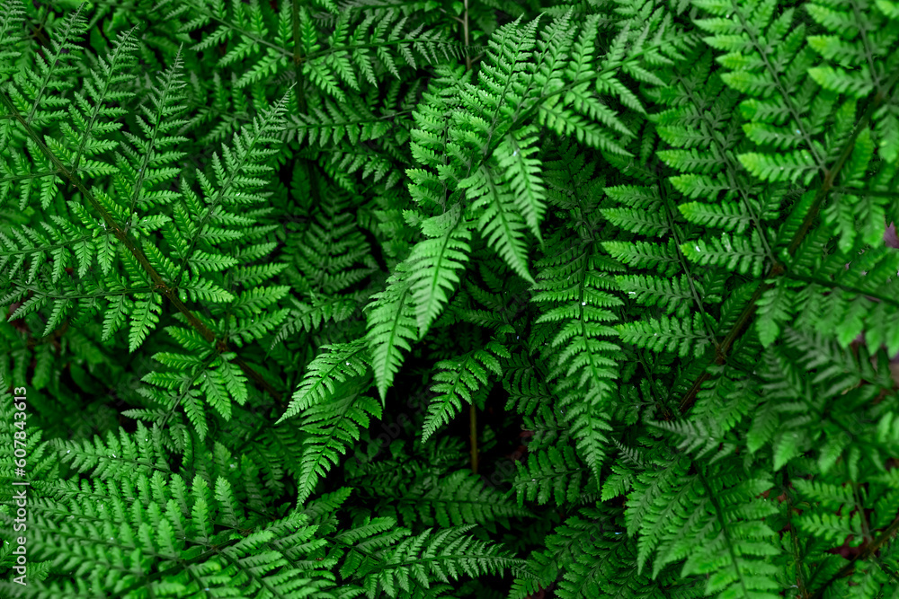 Blurred image of fern leaves.Natural green background.