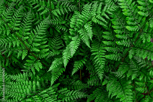Blurred image of fern leaves.Natural green background.