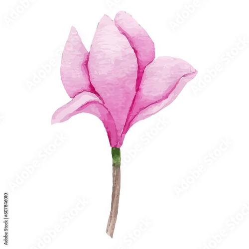 Magnolia Flower, floral Clip art Element Transparent Background