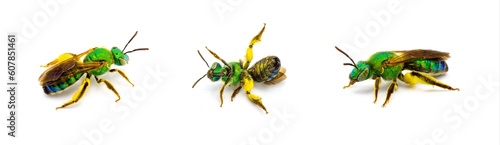 Agapostemon splendens - brown winged striped metallic green sweat bee - species in the family Halictidae isolated on white background. Green shiny iridescence with yellow pollen. Three views