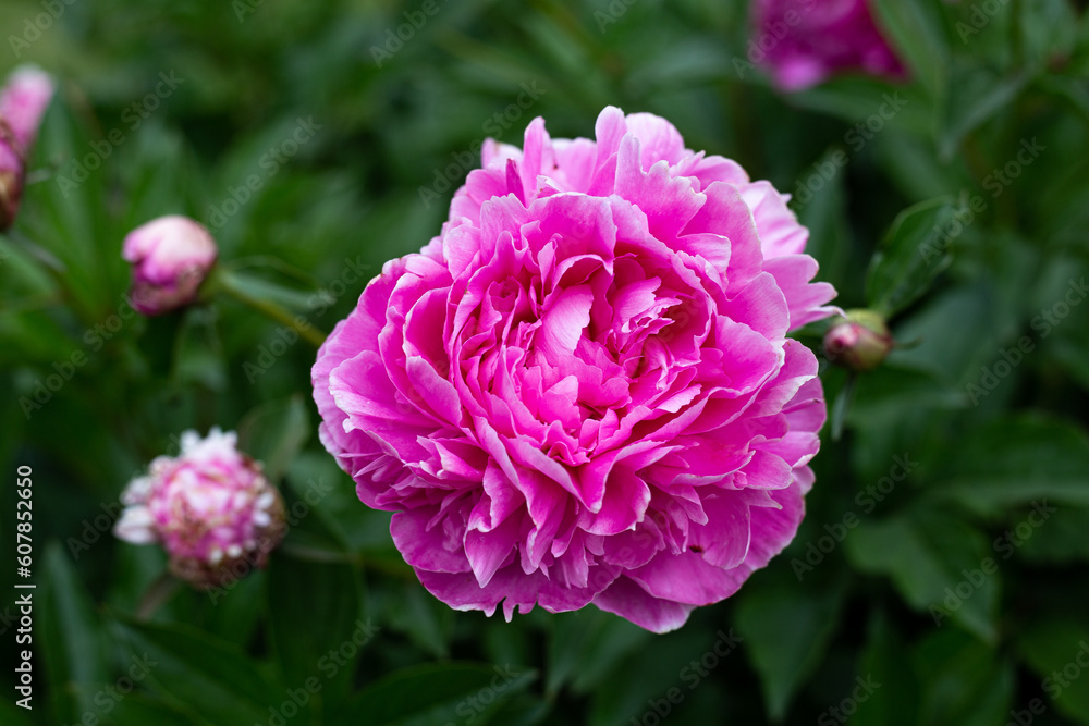 Pink Peony Pink Peony