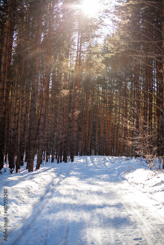 Winter road in a snowy forest, tall trees along the road. There is a lot of snow on the trees. Beautiful bright winter landscape. Winter season concept. 
