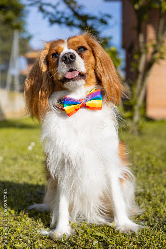 Dog portrait wearing an LGBT rainbow flag collar and bow tie. Funny cute cavalier King Charles Spaniel puppy for gay Pride Day and Month. Equal rights for LGBTQ community concept.