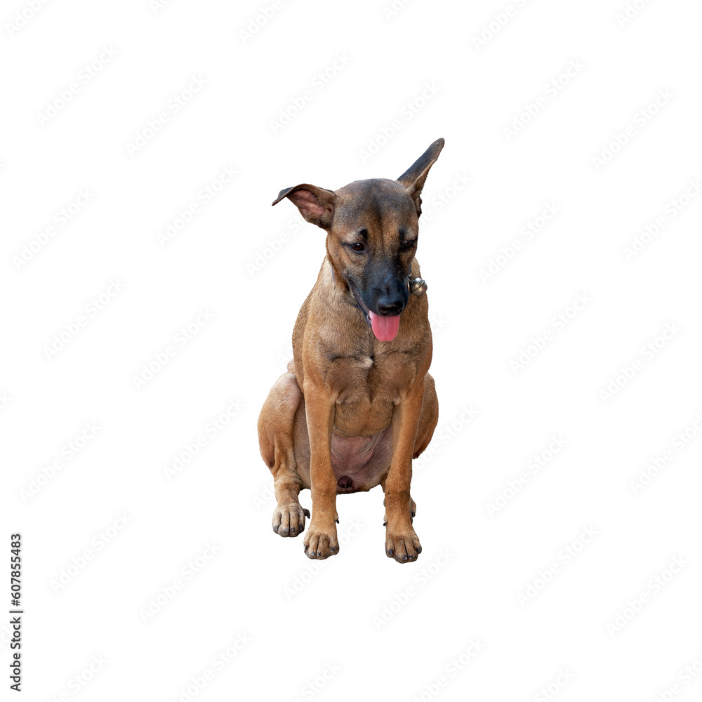 A brown mongrel dog sitting with its tongue out, showcasing its playful and endearing expression. Isolated. A brown mongrel dog sitting with its tongue out, showcasing its playful and endearing expression. Isolated.
