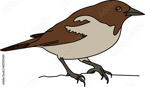 Canary Bird Illustration Vector