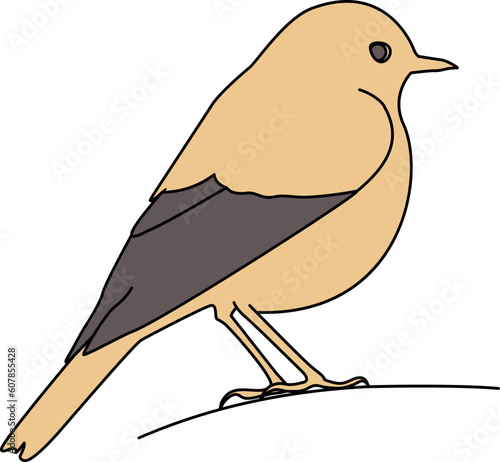 Canary Bird Illustration Vector