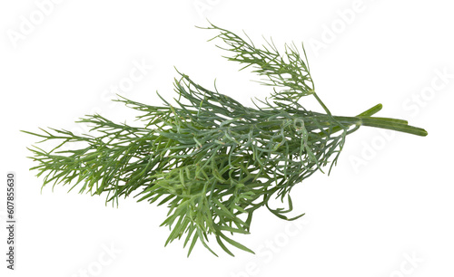 green dill isolated 