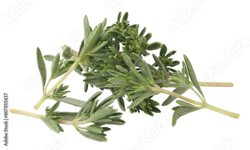 thyme isolated 