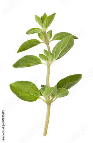 Fresh oregano on transparent background. png file