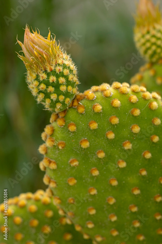 Macro de cactus raquette