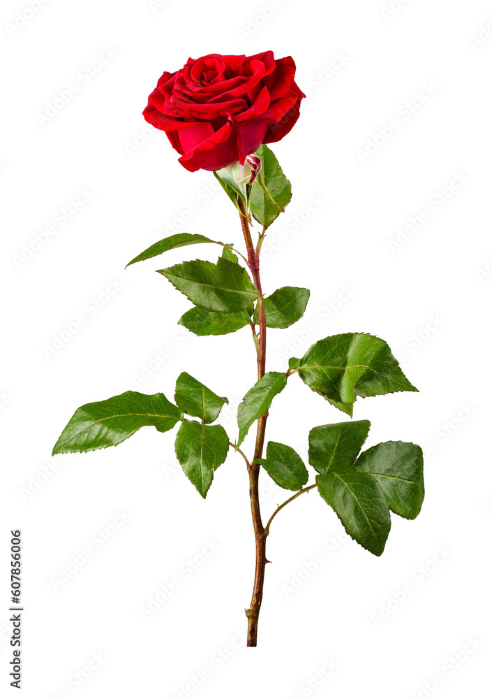 Obraz premium Red rose isolated 