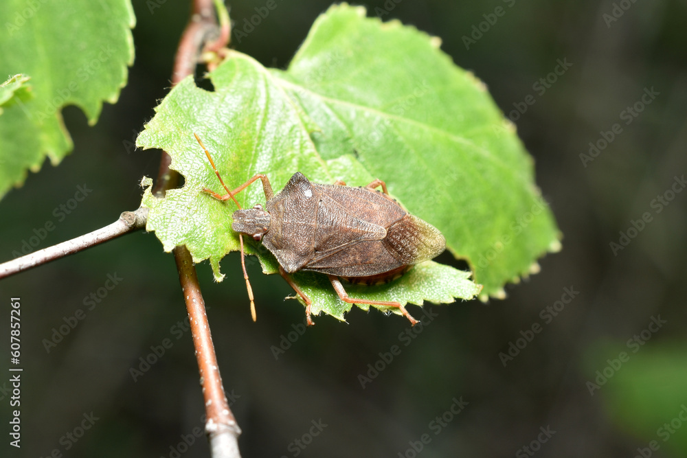 Brown marbled stink bug, marble bug, order Hemiptera. Brown marbled stink bug, marble bug, order Hemiptera.