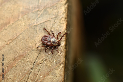 The ixodid tick is a dangerous bloodsucker, a carrier of diseases.