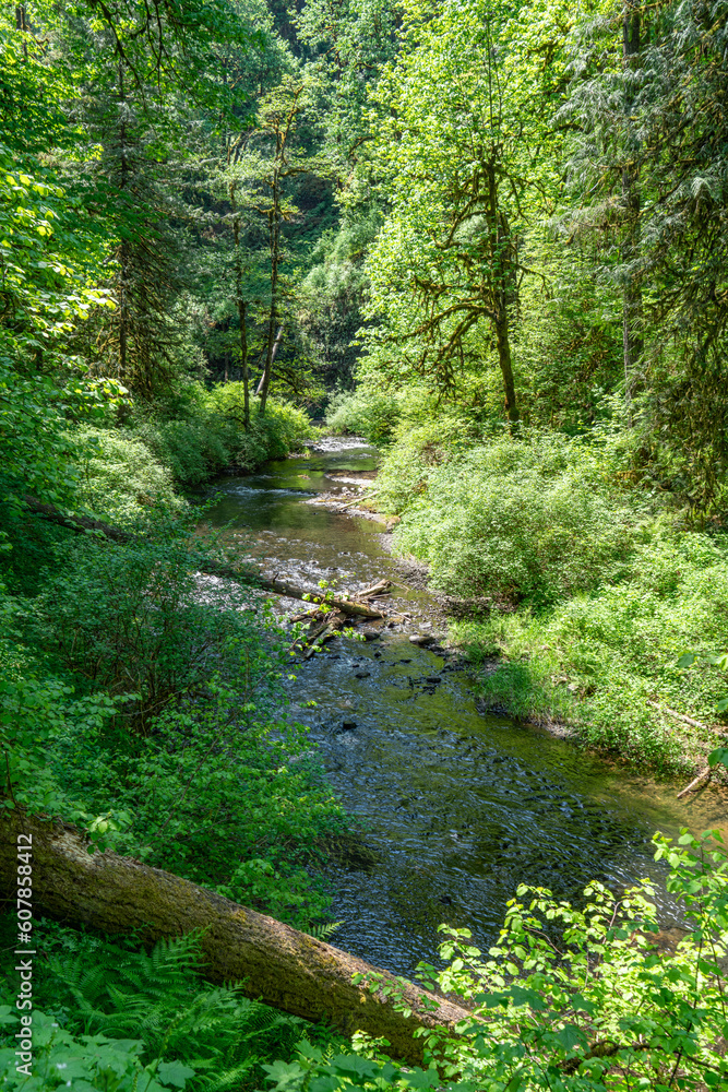Silver Creek From Trail 6 Silver Creek From Trail 6