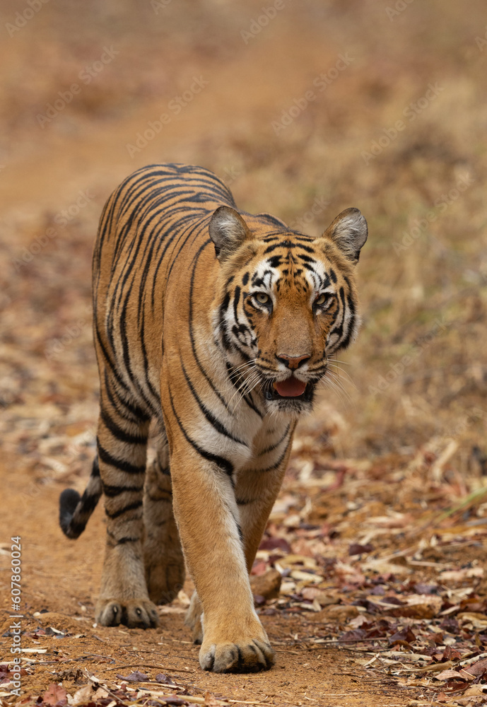 A tiger on mudtrack, Tadoba Andhari Tiger Reserve, India A tiger on mudtrack, Tadoba Andhari Tiger Reserve, India