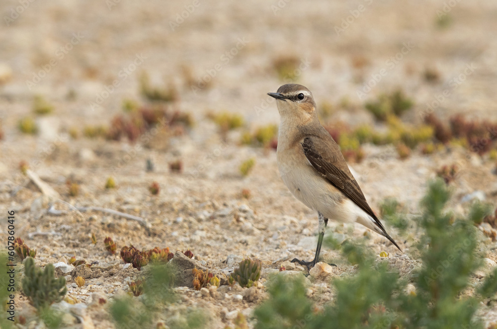 Isabelline Wheatear perched on ground, Bahrain Isabelline Wheatear perched on ground, Bahrain