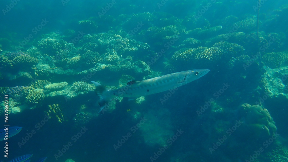 Great barracuda (Sphyraena barracuda) undersea, Red Sea, Egypt, Sharm El Sheikh, Nabq Bay