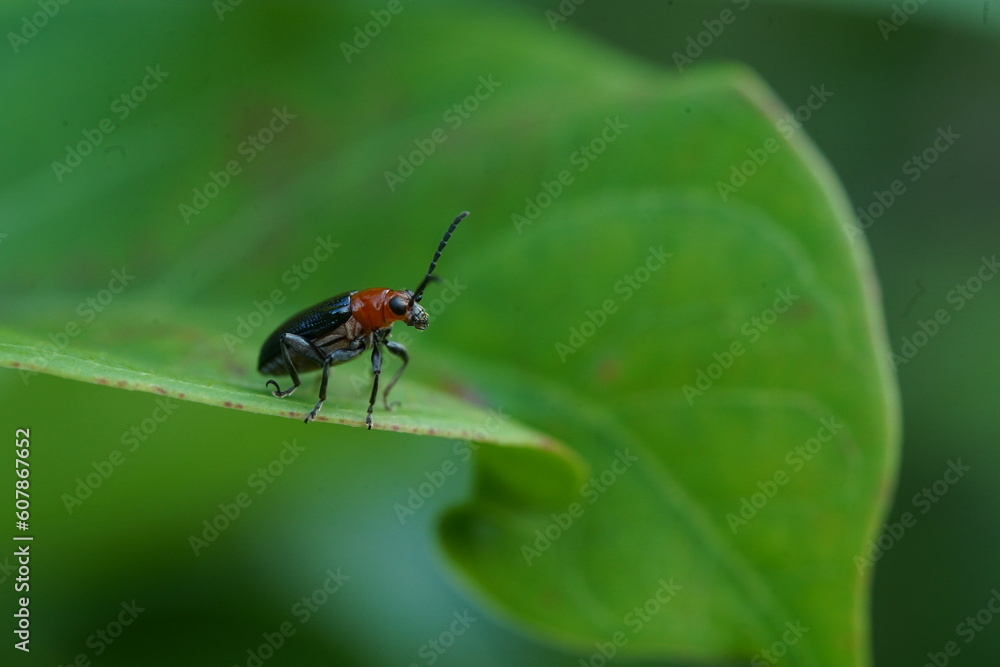 Monolepta found in vegetable plots. Monolepta found in vegetable plots.