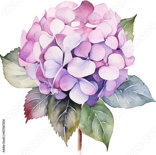 Watercolor vector Hydrangea. Watercolor illustration of a hydrangea blossom hand painted.