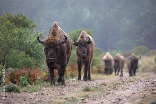 Fototapeta Naklejka Na Ścianę i Meble -  The European bison (Bison bonasus) or the European wood bison, also known as the wisent