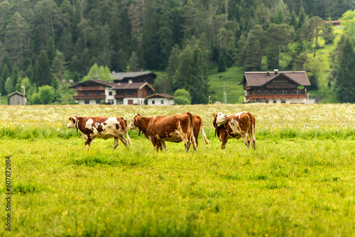 Bavarian village. Red cows graze in the meadow