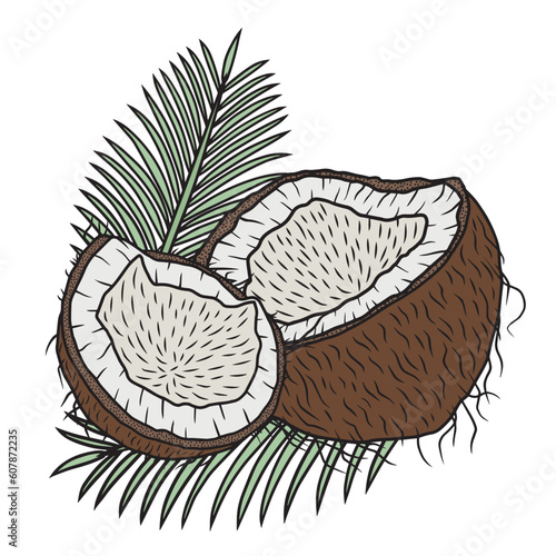 Coconuts with palm leaves, vector art.