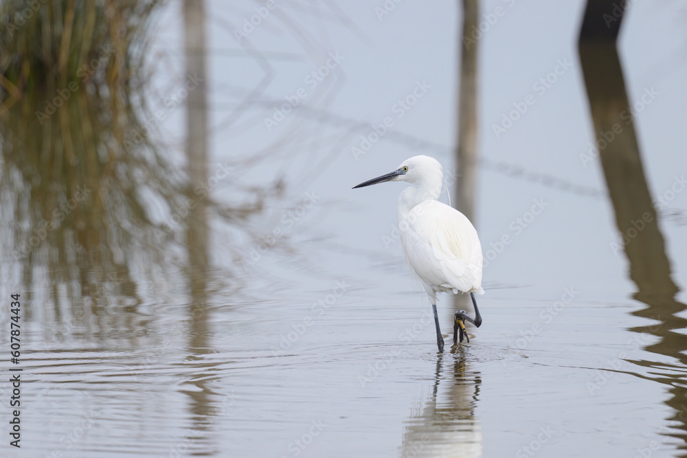 A Little Egret walking in the water looking for food A Little Egret walking in the water looking for food