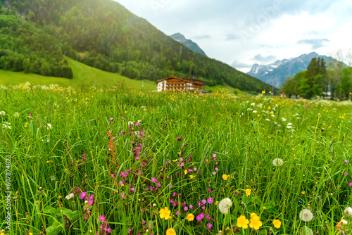 Blooming alpine meadow against the backdrop of mountains