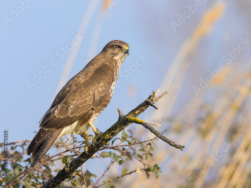 Billede på lærred A Common Buzzard sitting on a tree