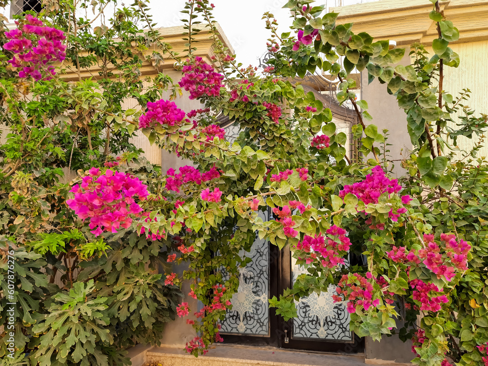  Beautiful Bougainvillea flowers 