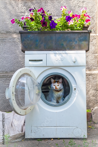 Cat's house in a dump.The cat (Turkish Van) chose a washing machine, intended for recycling, for recreation.