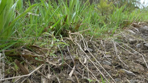 A deaf adder, also slow or blind worm, Angius fragilis, is a legless lizard, often mistaken for a snake, crawling on a hiking trail in the Rothaarsteig mountains in Sauerland, Germay. photo