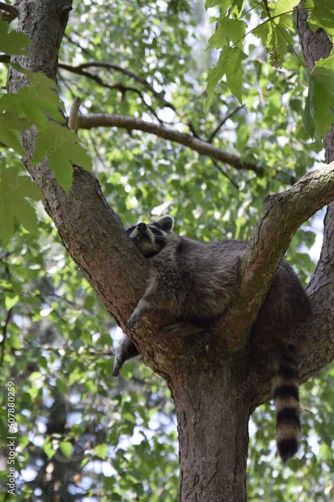 Fototapeta premium raccoon on a tree