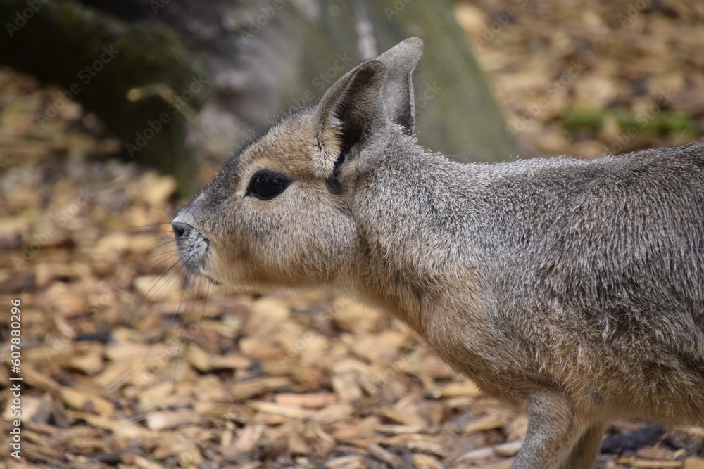 Fototapeta premium Mara