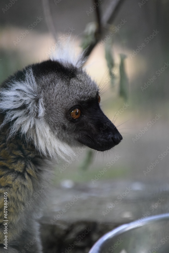 Fototapeta premium ring lemur