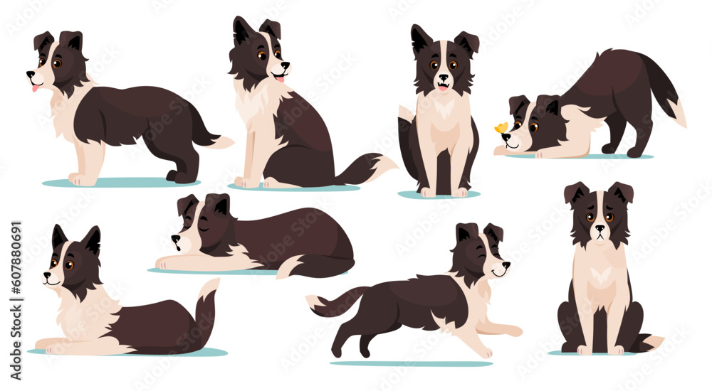 Set of cute Border Collie dog breed icons isolated on white background. Collection of canine characters with happy faces sleeping, running, barking, playing and sitting. Cartoon vector illustration. - obrazy, fototapety, plakaty 