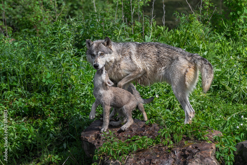 Grey Wolf Pup (Canis lupus) Nuzzles Adult Under Chin Summer © geoffkuchera