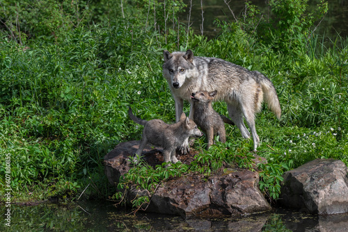 Grey Wolf Pup  Canis lupus  Looks Up at Adult Tongue Out Summer