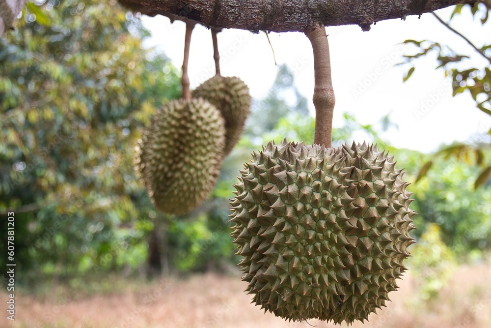 Closeup, Durian fruit on the tree in the durian garden Closeup, Durian fruit on the tree in the durian garden