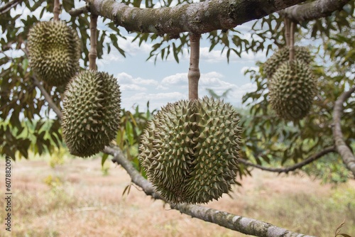 Fresh durian on tree in the garden ,Zoom close up , Tropical fruits of Asia © Djjo