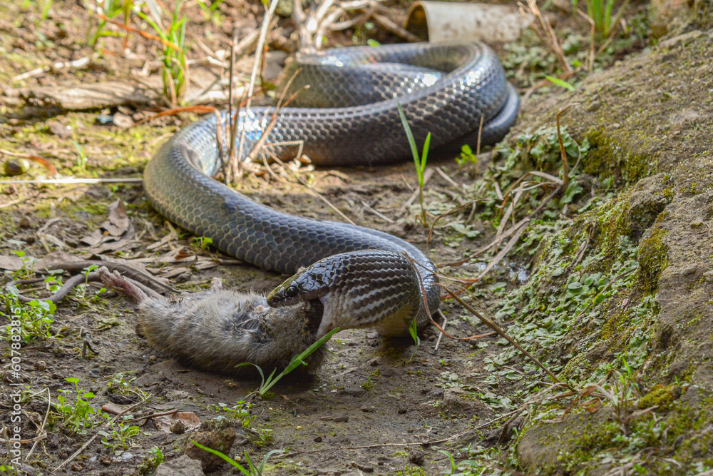 Fototapeta premium Serpiente