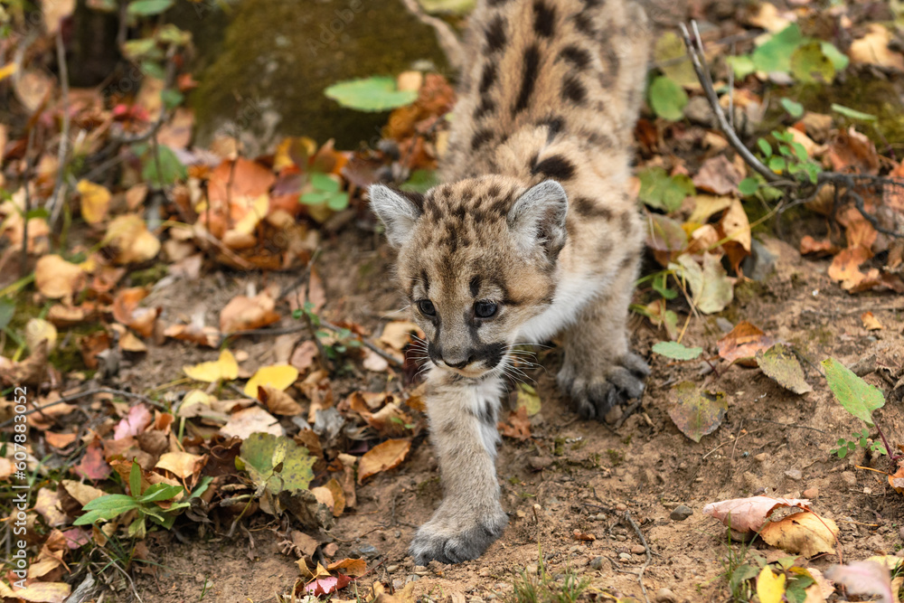 Cougar Kitten (Puma concolor) Walks Down Embankment Autumn