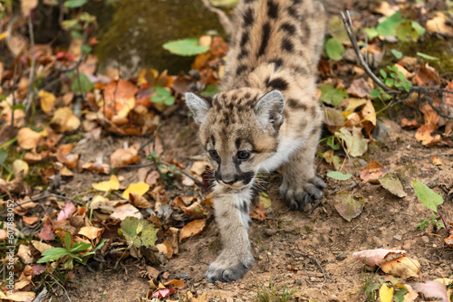 Obraz na płótnie Cougar Kitten (Puma concolor) Walks Down Embankment Autumn w salonie