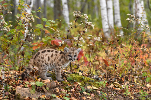 Cougar Kitten (Puma concolor) Stands at Edge of Woods Looking Out Autumn © geoffkuchera