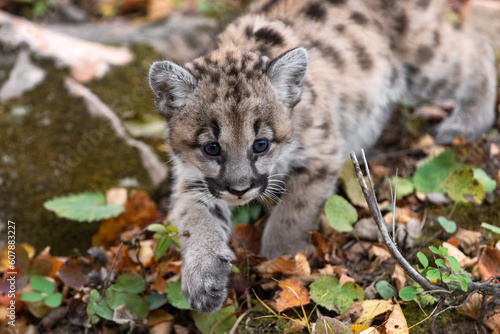 Cougar Kitten (Puma concolor) Steps Forward Paw Up Close Up Autumn © geoffkuchera